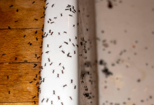 Pest Prevention Services in Wyandotte, MI