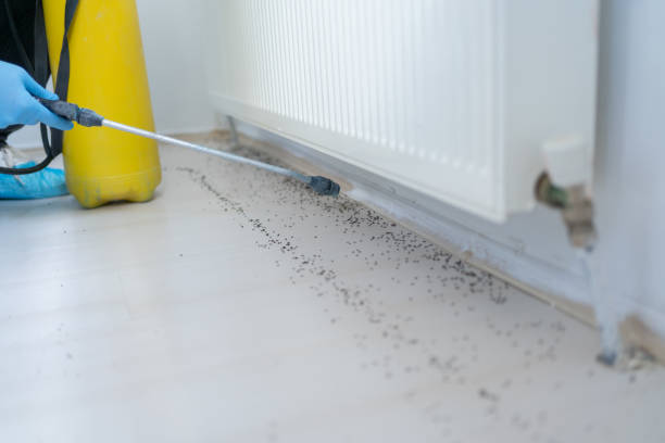 Best Spider Control Near Me  in Wyandotte, MI